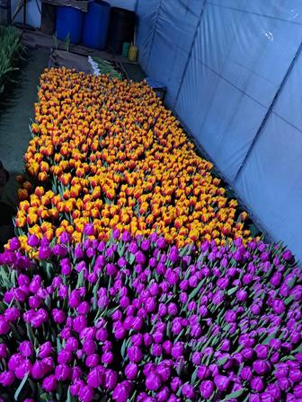 Букеты из голландских тюльпанов