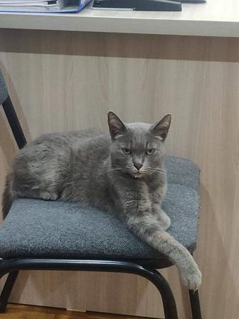 Отдам кошку в добрые, заботливые руки