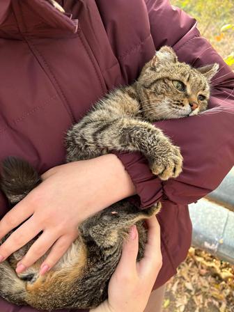 Кошка ищет дом