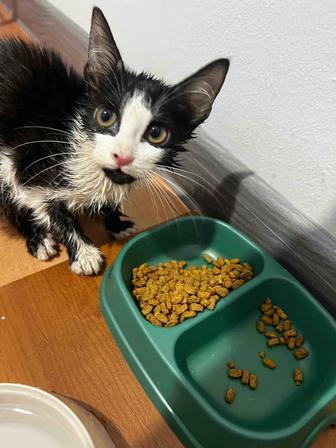 Отдам в добрые руки котенка девочка