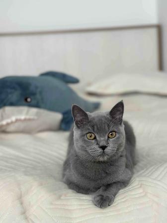 Продаю котенка