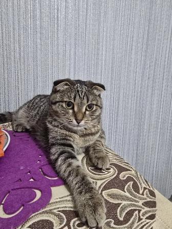 Отдам кошку в добрые руки