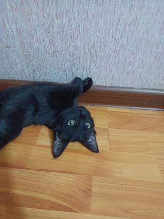 Кошки