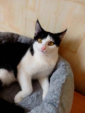 Кошечка Милана