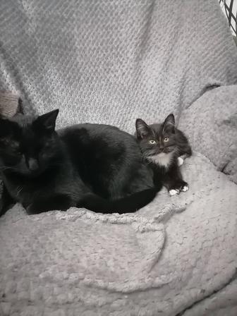 Дарю котенка