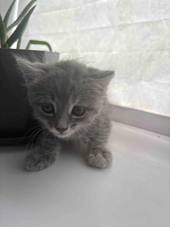 Котик