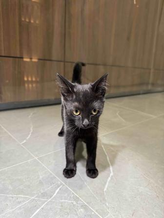 Котенок 3 месяца