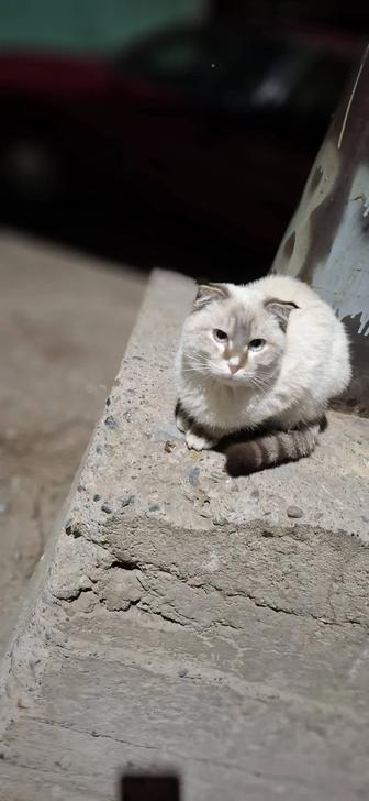 Тегін асырап жақсылап қараса болды мысық