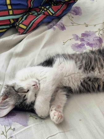 Кошка