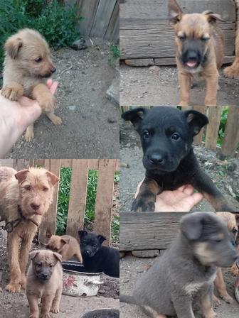 Отдам Бесплатно щенков