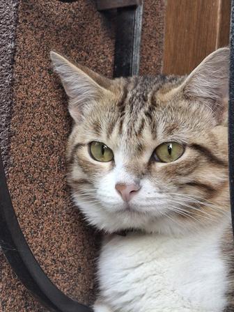 Потерялся кот в Наурызбайском районе