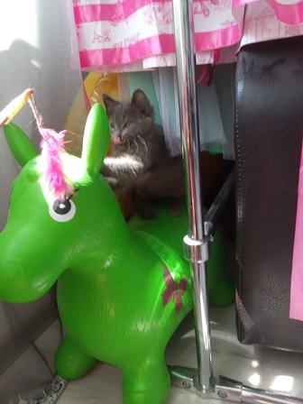 Котенок в ответственные руки