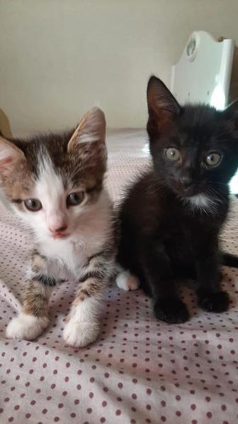 Котята мальчики, 1.5 месяца
