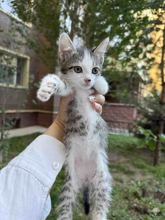 Котята, 2 месяца