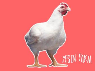 Бройлерные яйца инкубационные РОСС 308 быстрый результат