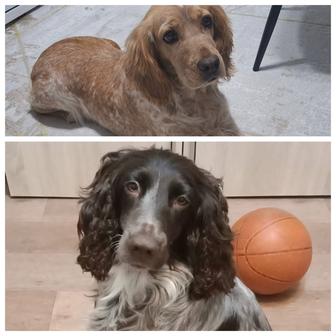 Щенки спаниеля