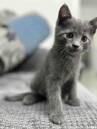 Отдам котенка