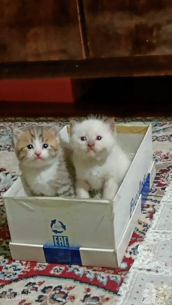 Котята