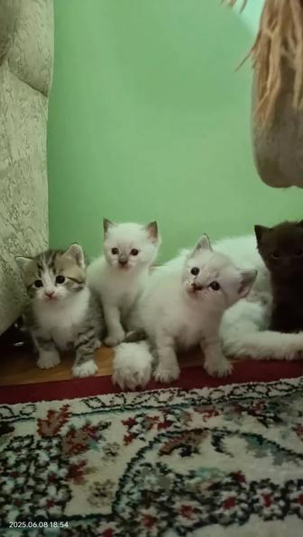 Котята