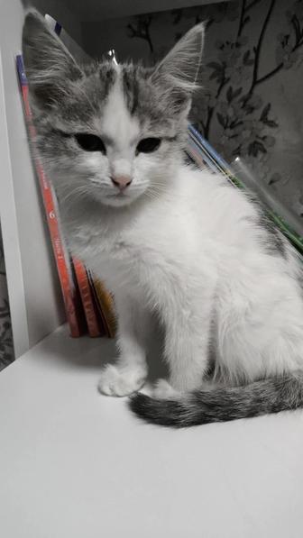 Котенок ищет дом