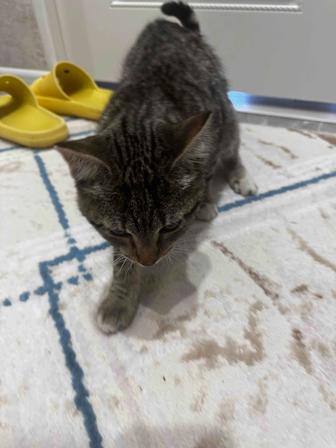 Отдам котенка в добрые руки СРОЧНО