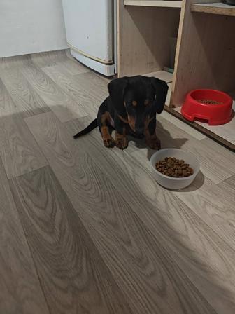 Щенок такса