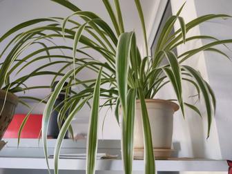 Продаю цветок хлорофитум