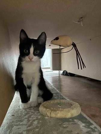 Отдам котенка в добрый руки!