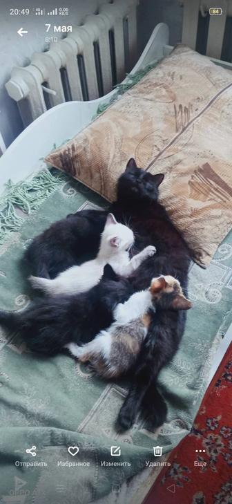 Отдам даром в добрые руки домашних КОТЯТ!