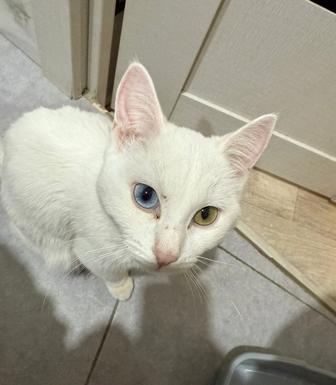 Отдам кошечку в добрый руки