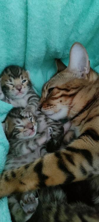 Продам котят бенгальской породы
