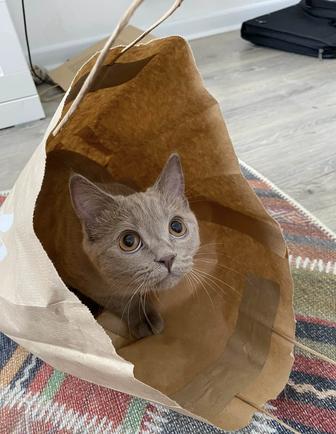 Отдам кота в добрые и ответственные руки.