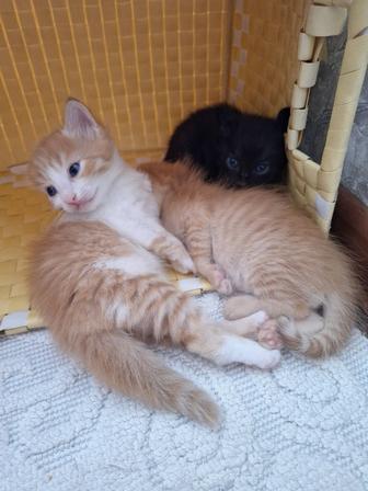 Отдам котят в хорошие руки бесплатно
