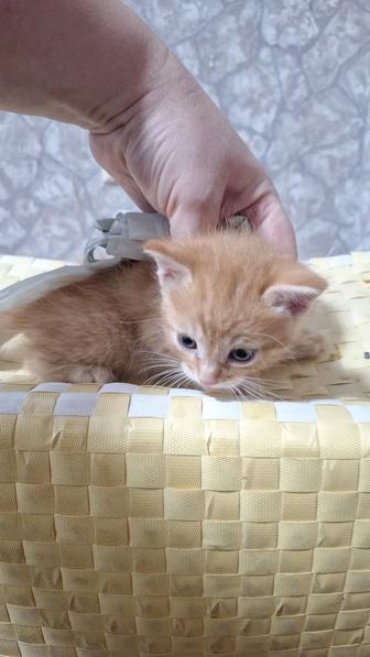 Отдам котят в хорошие руки бесплатно
