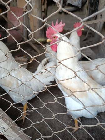 Куры петух