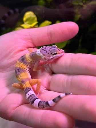 Геккон эублефар ящерица