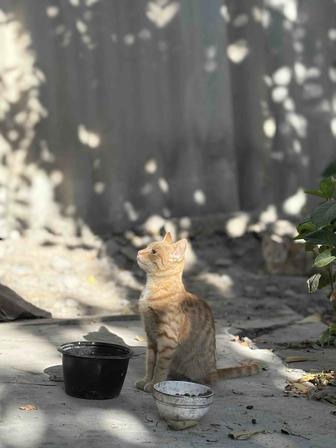 Кошка