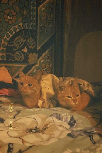 Кошка