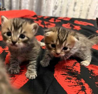 Продаются котята