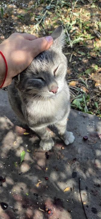 Молодой кот