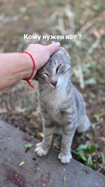 Молодой кот ищет родного человека