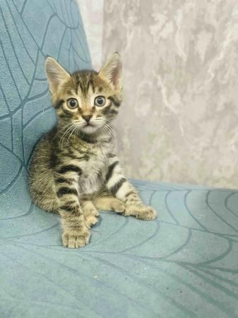 Красивые котята