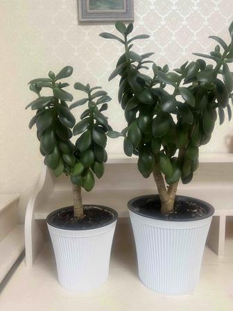 Цветы комнатные с двойным горшком