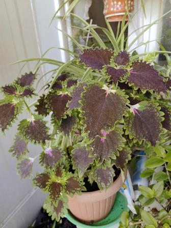 Цветы выращенные с любовью