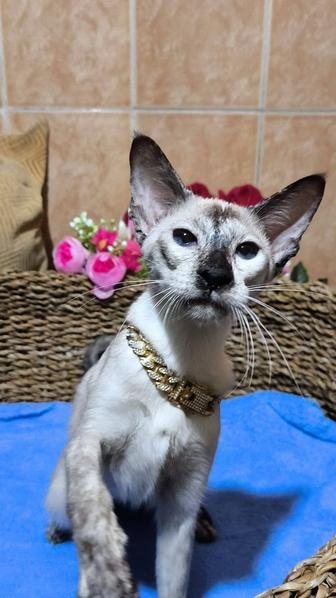 Ориентальный котёнок РЕДКОГО окраса