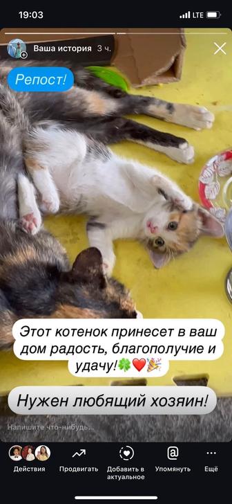Котенок милый от кошки мышеловки