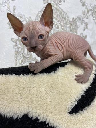 Продаются котята