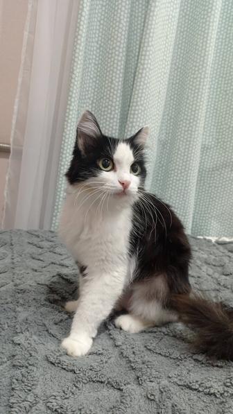 Взрослая кошка