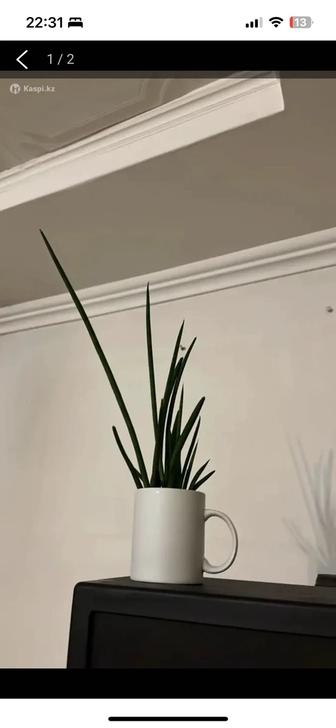 Диффенбахия