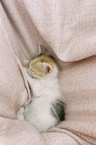 Отдам котенка в хорошие руки